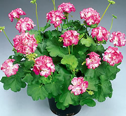 راهنمای نگهداری و پرورش گیاهان آپارتمانی - شمعدانی